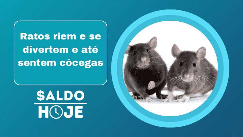 Ratos riem e se divertem e até sentem cócegas